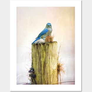 Female Eastern Bluebird Posters and Art